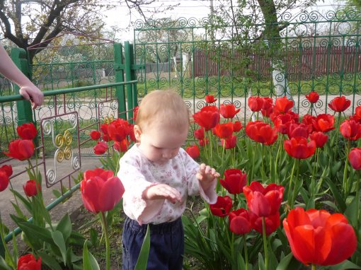 червоні тюльпани (P1090342.JPG)