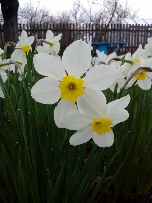 Нарцис (IMG_20160412_193226a.jpg)