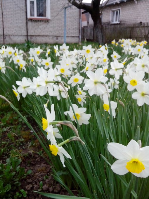 Нарцис (IMG_20160412_193234a.jpg)