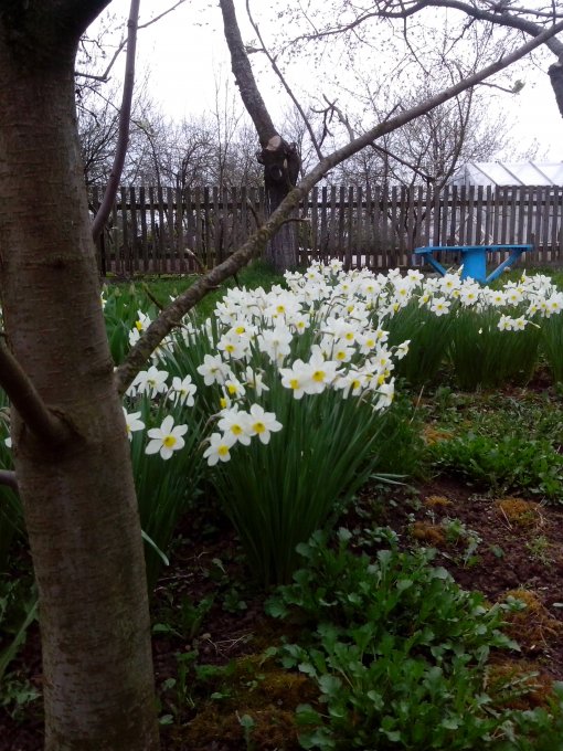 Нарцис (IMG_20160412_194954a.jpg)