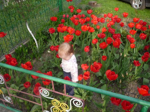 червоні тюльпани (P1090339.JPG)