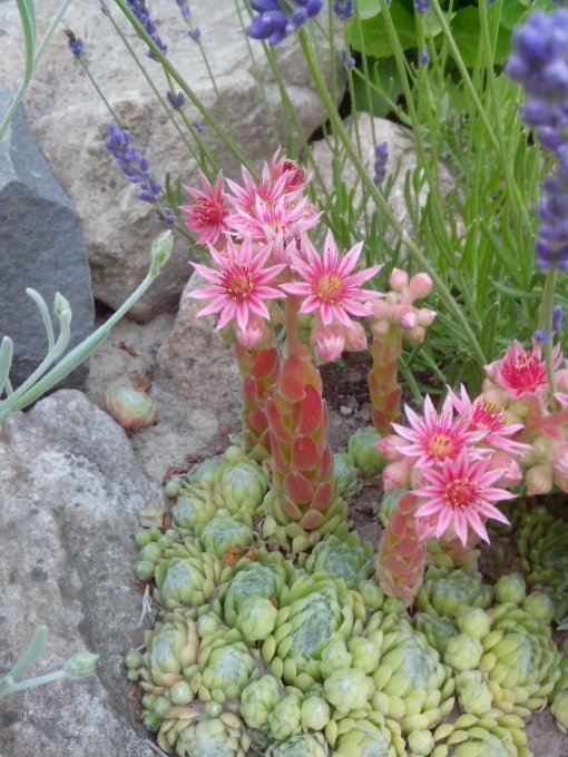 Молодило павутинчасте (Sempervivum arachnoideum)