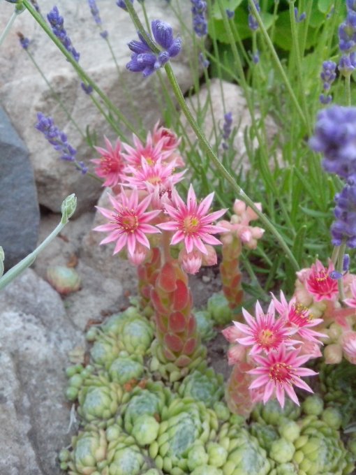 Молодило павутинчасте (Sempervivum arachnoideum)