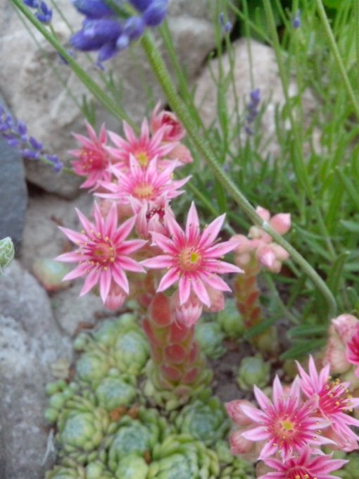 Молодило павутинчасте (Sempervivum arachnoideum)
