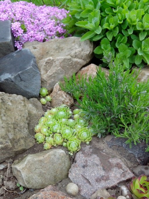 Молодило павутинчасте (Sempervivum arachnoideum)