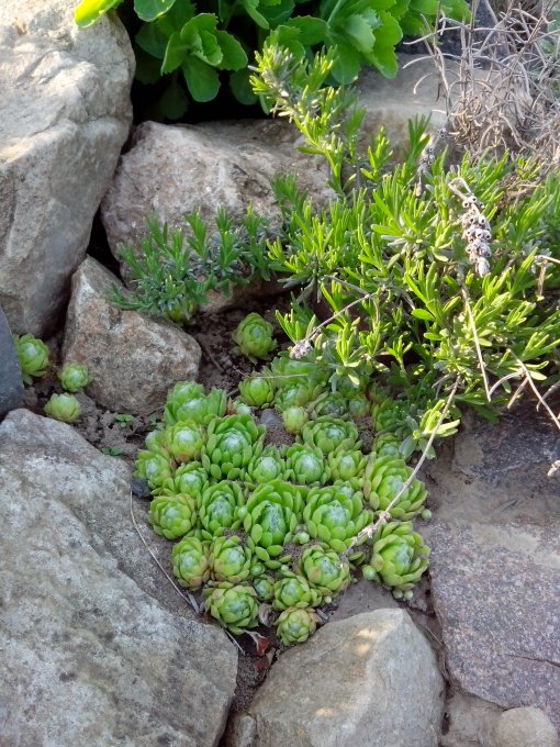 Молодило павутинчасте (Sempervivum arachnoideum)