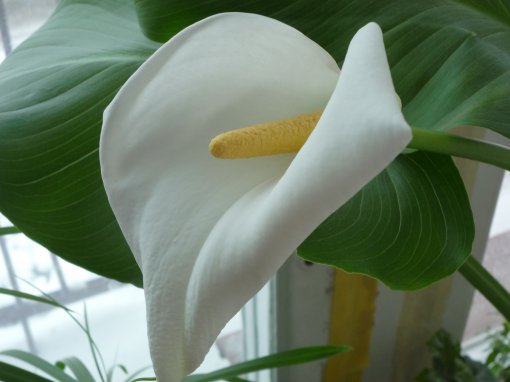 Калла