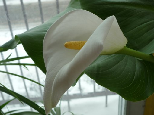 Калла