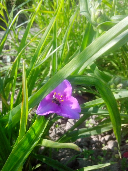 традесканція Rubra (IMG_20160528_090654.jpg)