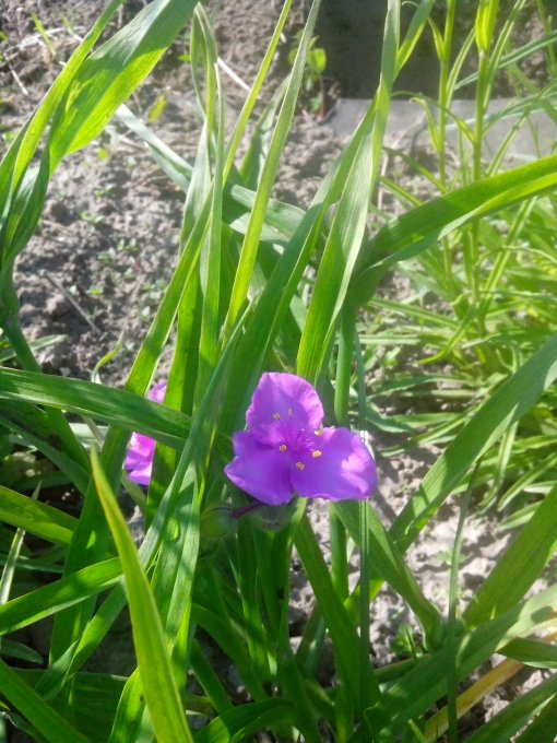 традесканція Rubra (IMG_20160528_090658.jpg)