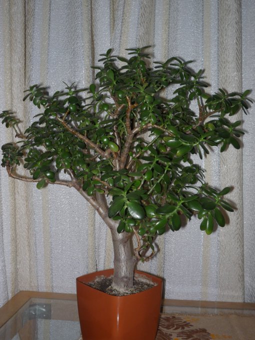 Товстянка (грошове дерево) (P1190319i.JPG)