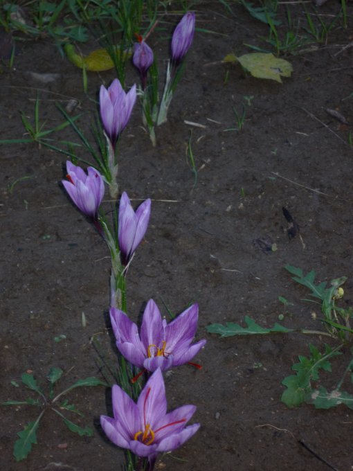 Шафран (P1190201.JPG)